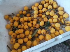 -塘栖枇杷特色园区