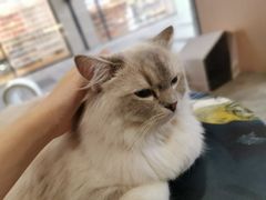 -瞄一喵猫咖(格力海岸店)