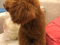 -犬也宠物造型(恒茂国际都会商业街店)