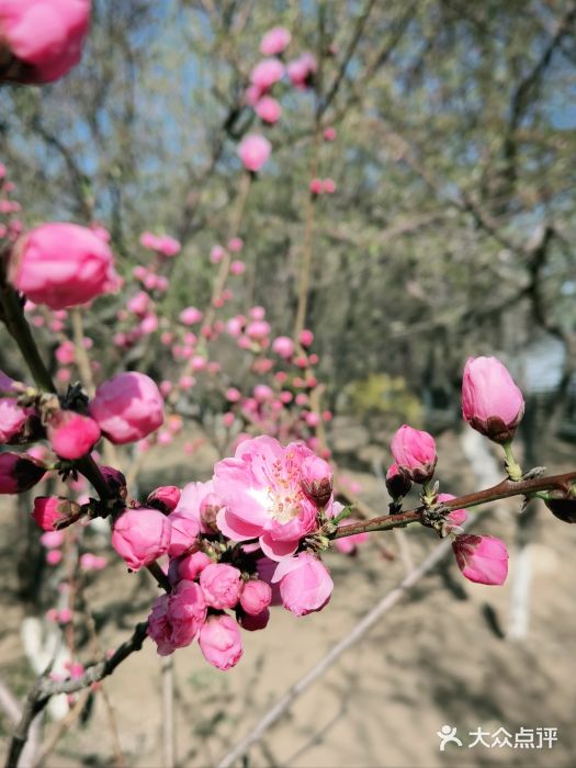 桃花堤公园图片