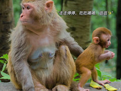 -黔灵山公园