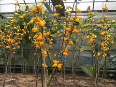 -兰陵国家农业公园