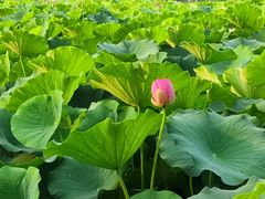-莲花池公园