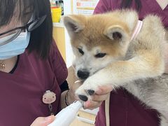 -美联众合动物医院·24h京西诊疗中心