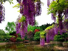 -嘉定紫藤园