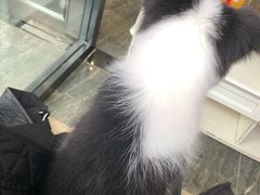 -宠爱国际动物医院· 猫科· 外科·中兽医(长白店)