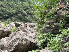 -三峡人家风景区