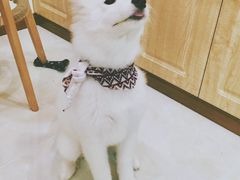 -佳百利宠物(荣乐中路115弄小区店)