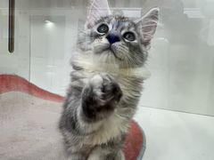 -青奢宠物·青奢猫舍