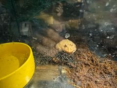 -绿色星球动物主题公园