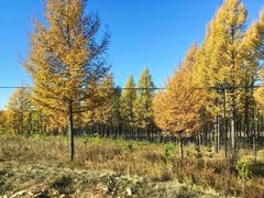 -塞罕坝国家级自然保护区