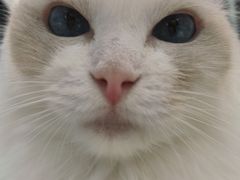 -怪兽屋·羊驼·猫咖·狗咖(俊华广场店)