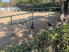 -合肥野生动物园