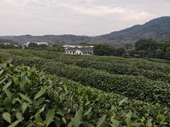 -中国茶叶博物馆(双峰馆区)