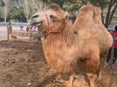 -长白岛森林公园