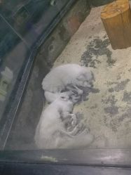 -未来动物城主题公园(正弘城店)