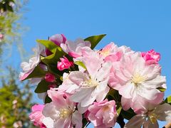 -海棠花溪(元大都城垣遗址公园)