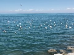 -青海湖国家重点风景名胜区