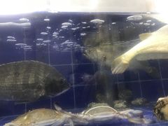 -阿杰臻选海鲜饭店(普陀山店)