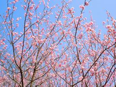 -顾村公园