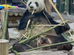 -栾川竹海野生动物园