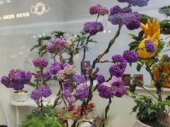 -越秀西湖花市(广州城市广场花卉店)