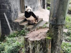 -中国大熊猫保护研究中心雅安碧峰峡基地