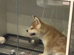 -熊小胖宠物生活馆(天华园店)