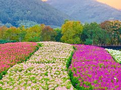 -径山花海