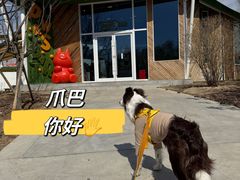 -爪吧宠物乐园 (温榆河示范区店)