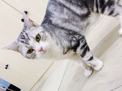 -老吴的猫·猫舍(新区店)