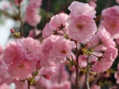 -天适樱花悠乐园