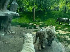 -北京野生动物园