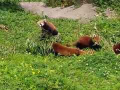 -都江堰中华大熊猫苑