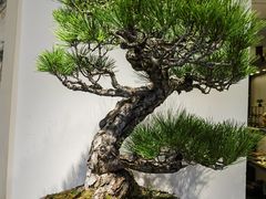 -双季花艺园艺市场(浦东店)