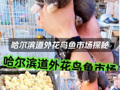 -哈尔滨道外花鸟鱼市场