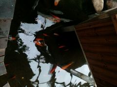 android_upload_pic-上海昆虫博物馆