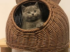 -喵zoo家庭繁育猫舍(尖东智能花园店)
