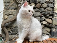 -喵屿·大理花园猫咖