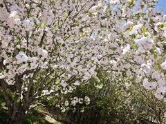 -丰台花园