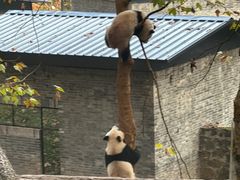-都江堰中华大熊猫苑