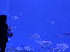 -哈尔滨波塞冬海底世界