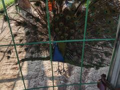 -西双版纳融创皇冠假日度假酒店