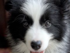 -翊宠yipet猫狗购宠庄园犬舍•猫舍