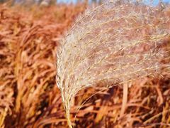 -野鸭湖国家湿地公园