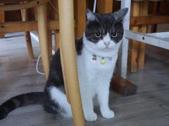 -海边的猫和咖啡馆