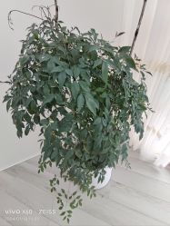 -HEYAN荷妍专业脱毛连锁机构
