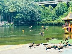 -西双版纳原始森林公园