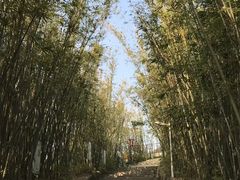 -东莞市大岭山森林公园