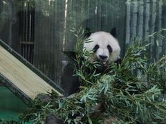 -上海野生动物园